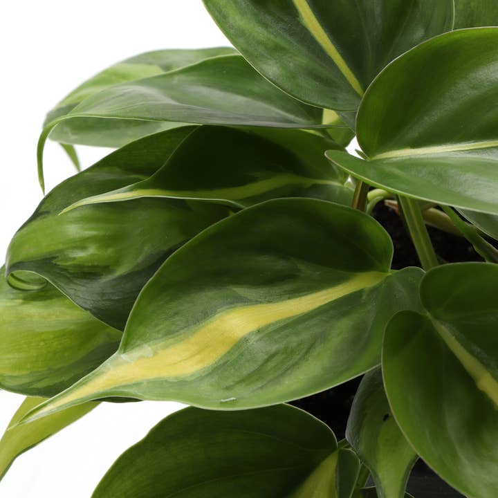 Thorsen's Greenhouse - Wholesale Live Plant - Brazil Philodendron - Live Plant3