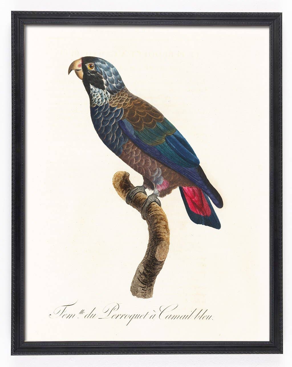 Capricorn Press - Wholesale Gallery wall set - Antique Parrot Print Set - set of 4, 8, or 129
