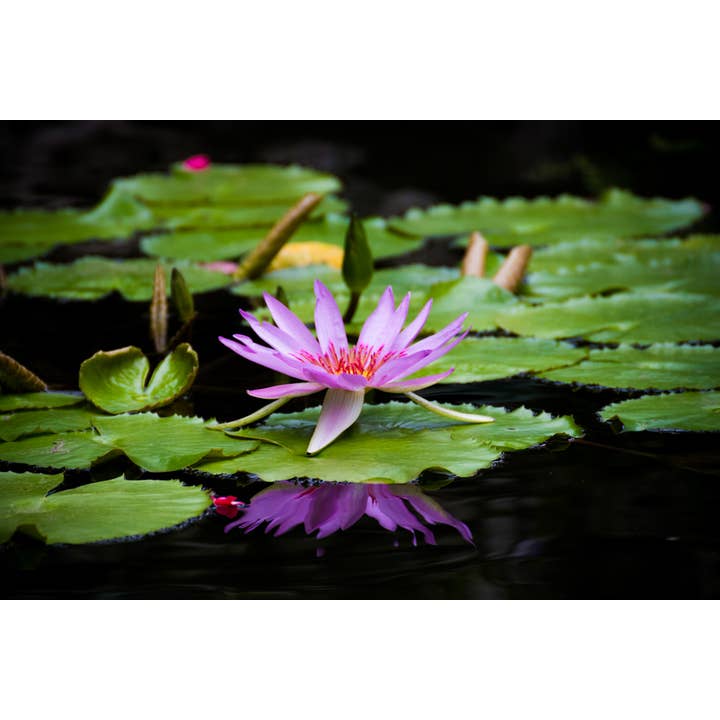 Reflecting Tranquility Fine Art Print for wholesale by Christi Kraft Photography