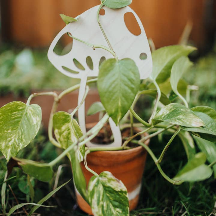 PlantsNsht - Wholesale Trellis - Mushroom Plant Trellis0