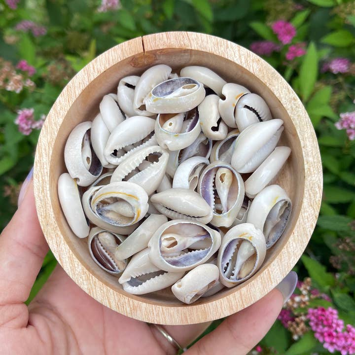 Naturliga Cowrie-skal för wholesale av Portals and Palms LLC