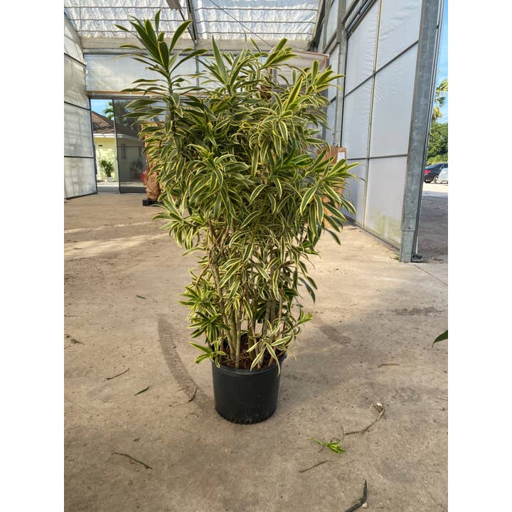 14" Dracaena Song of India pour la vente par Triad Plants