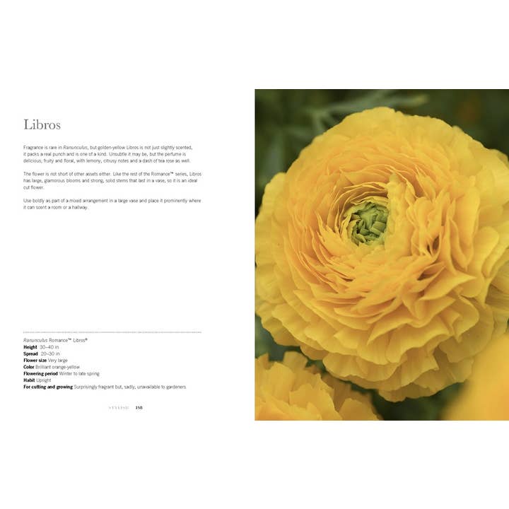 Gibbs Smith - Wholesale Book - Adult - Ranunculus: Beautiful varieties for home and garden
