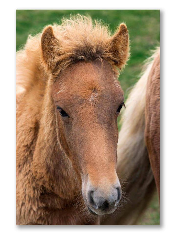 Icelandic Colt, Canvas Wall Art for wholesale by Artography Limited