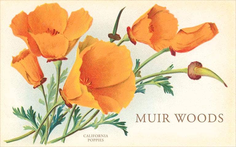 Found Image Press - Wholesale Magnet - Magnet CA-1047 California Poppies, Muir Woods0