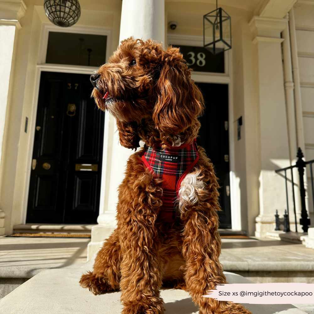 Cocopup London - Wholesale Tuig voor huisdieren - Hond - Tartan Verstelbaar NekHARNAS22