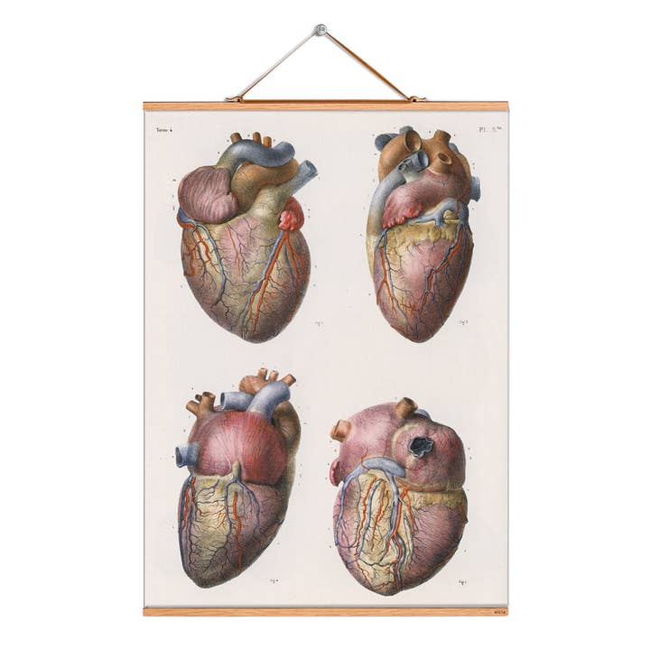 Scroll picture illustration # 289/Bourgery/Heart vessels for wholesale by Eicie