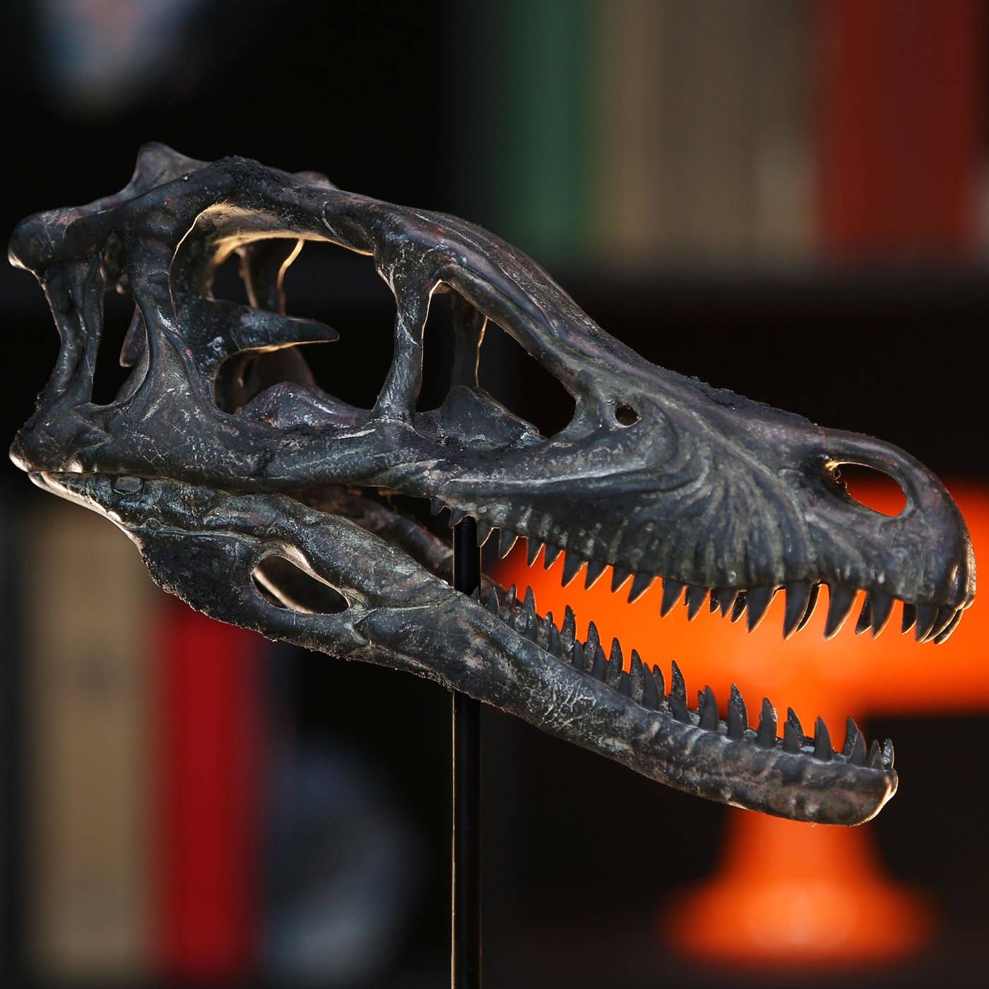 Curated Studio - Wholesale Decorative Tabletop Object - Velociraptor Dinosaur Skull Painted 3D Model Gifts for Him4