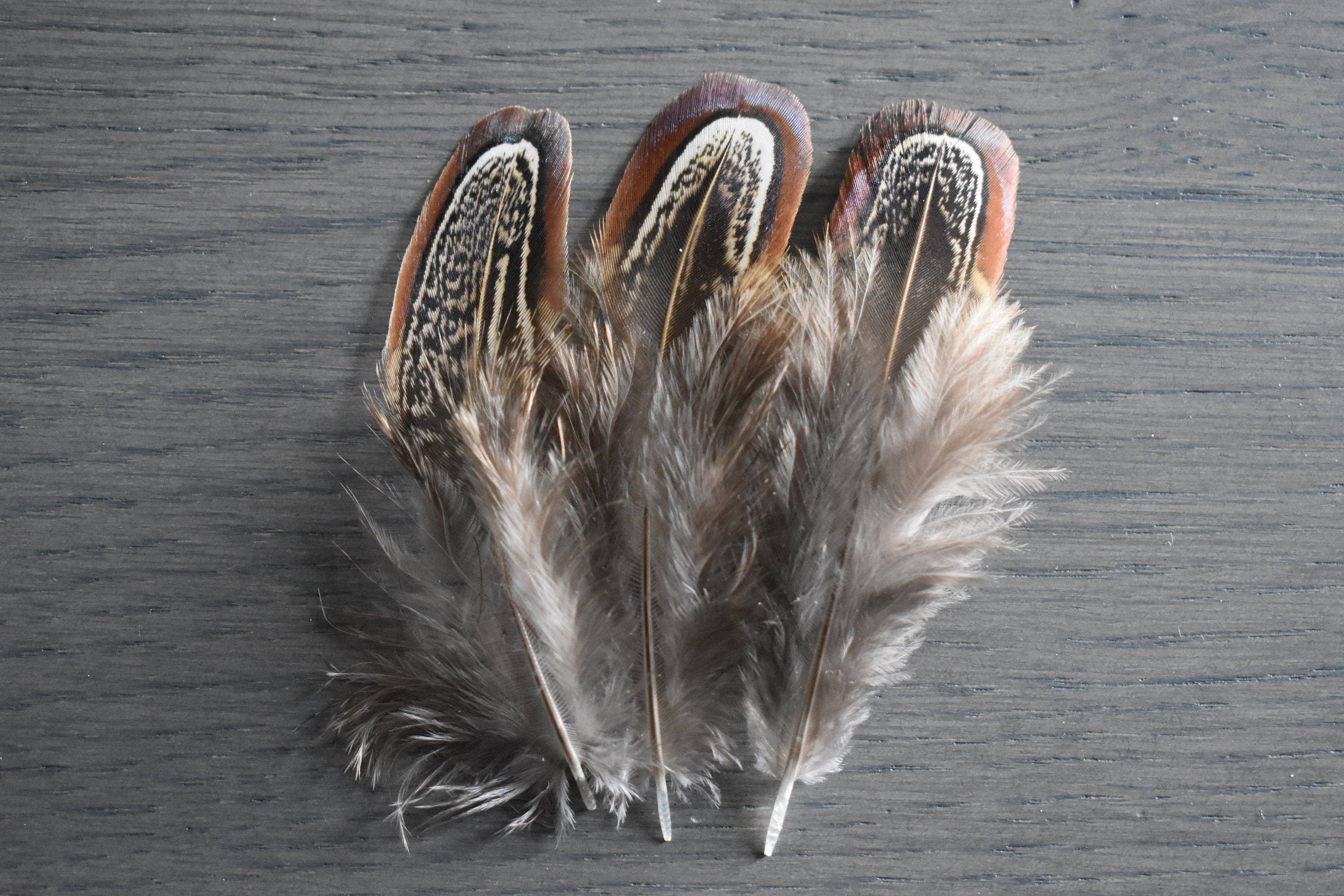 Plumes Naturelles – wholesale Feathers – Pheasant feathers1
