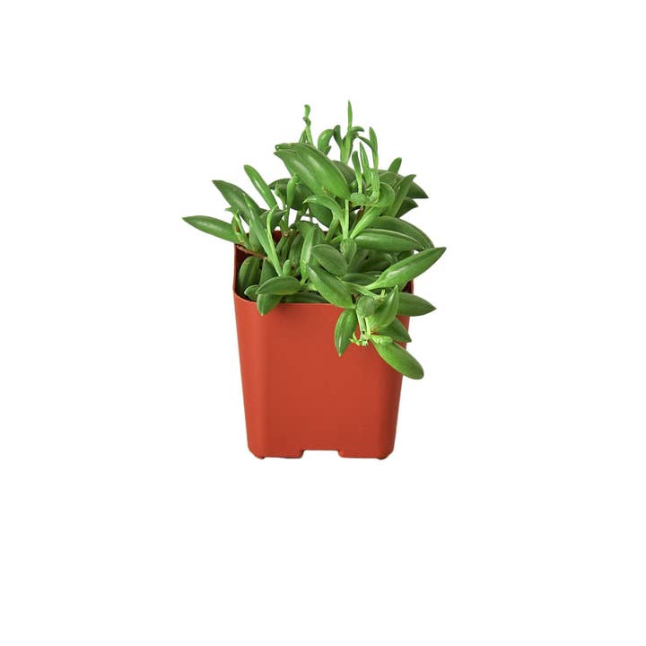 House Plant Wholesale WEST - Wholesale Succulent - Succulent 'String of Bananas'