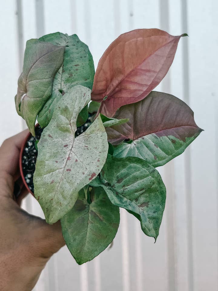 4" Syngonium 'Milk Confetti' for wholesale by BWH Plant Co