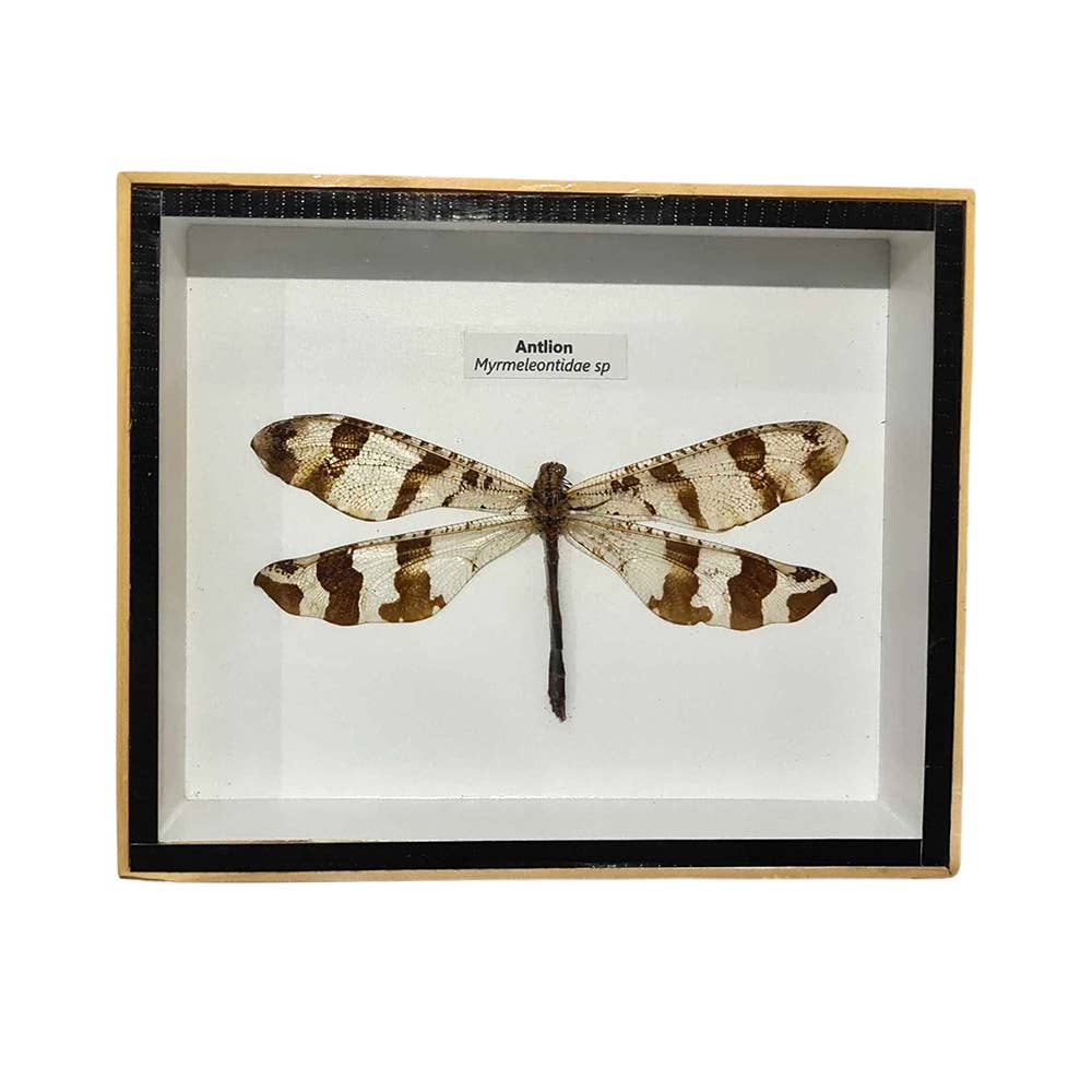 VIE - Wholesale Wall Accent - Framed Insect, Assorted32