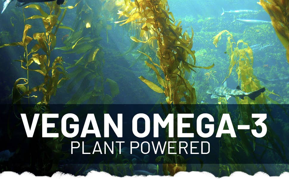 Prowise Healthcare - Wholesale Oral Supplement/Vitamin - Prowise Vegan Omega-3 DHA from Algae Oil | 60 Softgels with10