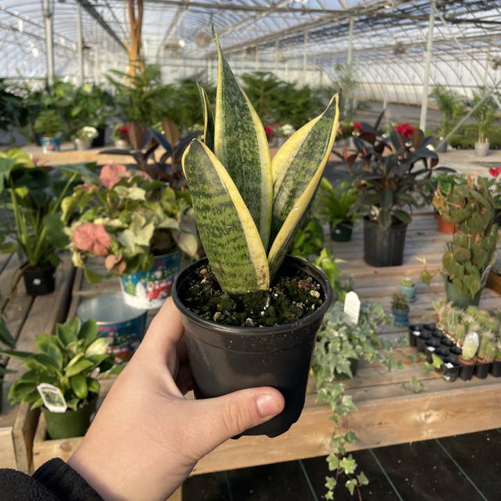 Thorsen's Greenhouse - Wholesale Live Plant - Snake 'Laurentii', Variegated Snake Plant - Live Plant2