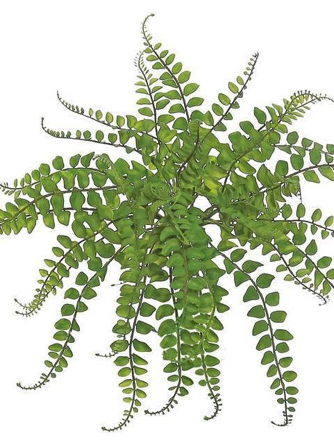 Button Fern, 19", 33 Fronds, Tt Green for wholesale by Select Artificials, Inc.
