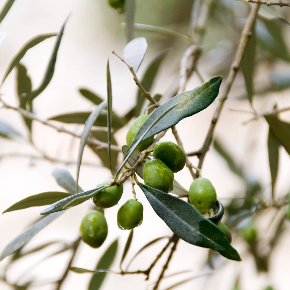 Sonoma Syrup Co. - Wholesale Olive Oil - 25.4 oz Pure Sonoma Olive Juice3