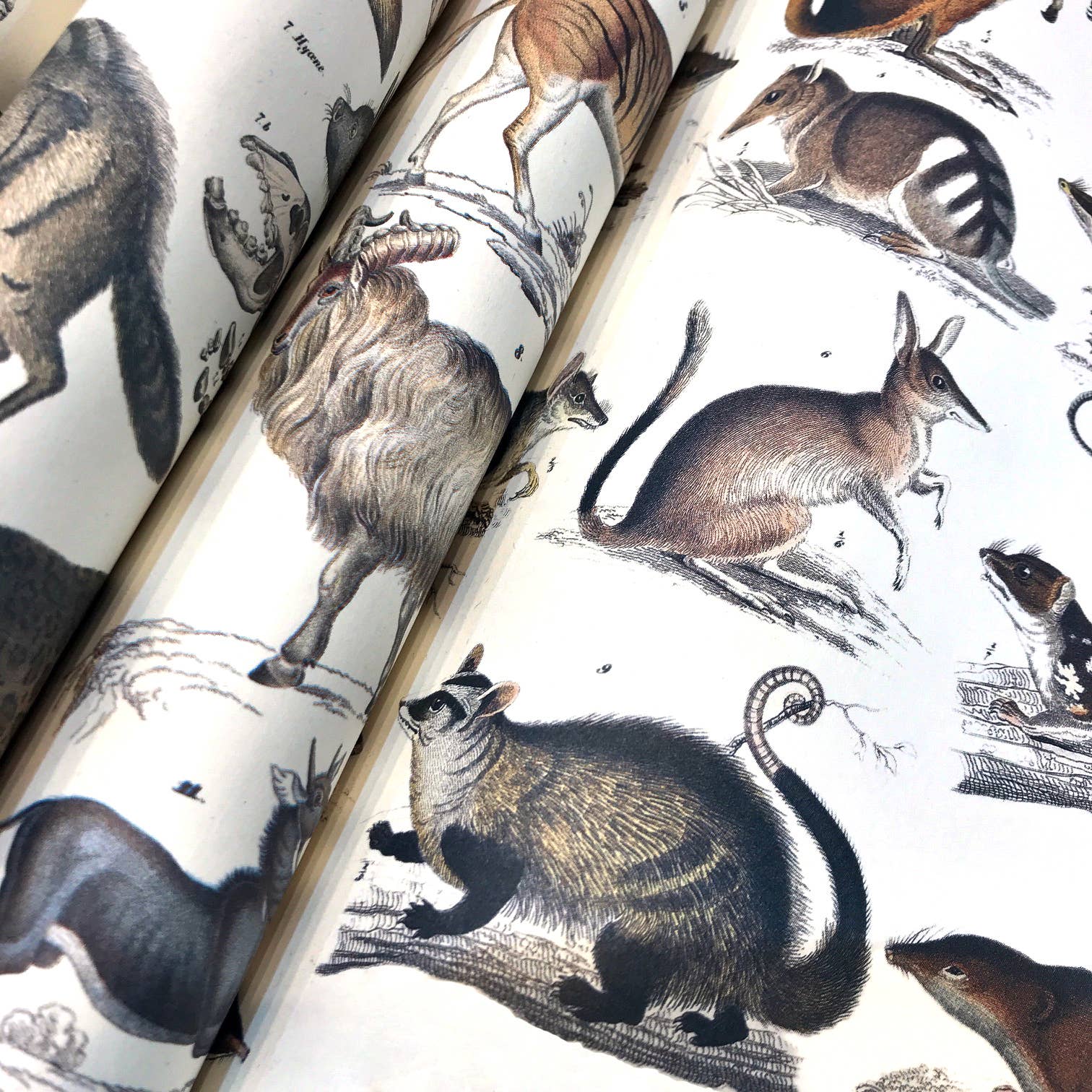 Pepin Press – wholesale Flat wrap – Fauna Gift & Creative Paper Book Vol. 903