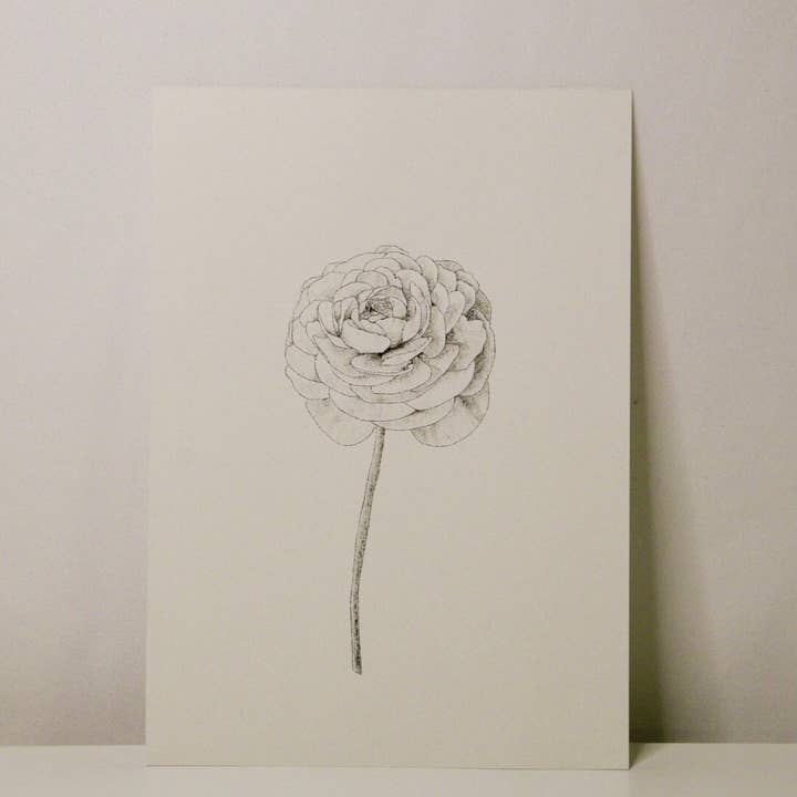 Sam Callery Art - Wholesale Art Print - Ranunculus Stem Print