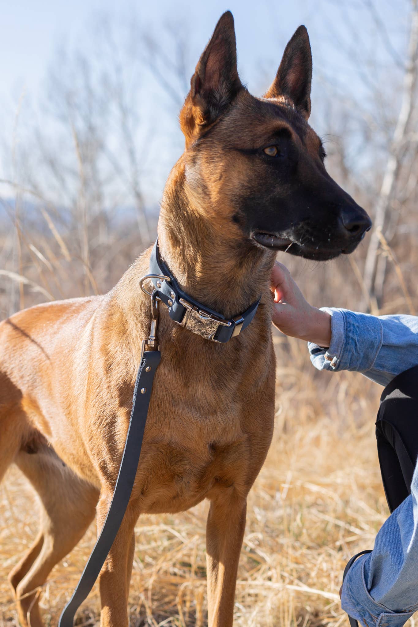 Euro-Dog Collars and Leads – wholesale Halsband - Hund – Mjukt läderhalsband för hund med modern snabbspänne i metall6