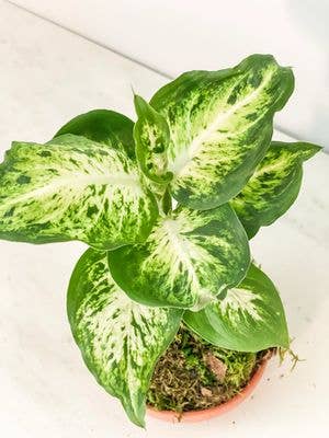 Diffenbachia Kokedama (House Plant Wrapped in Moss) for wholesale by White Stable Farms