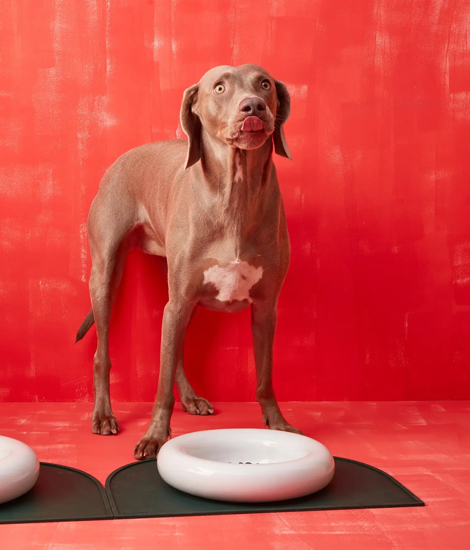 HotDog Pets - Wholesale Pet Bowl - Cat/Dog - White ceramic dog feeder11