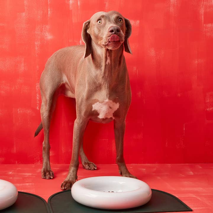 HotDog Pets - Wholesale Pet Bowl - Cat/Dog - White ceramic dog feeder11