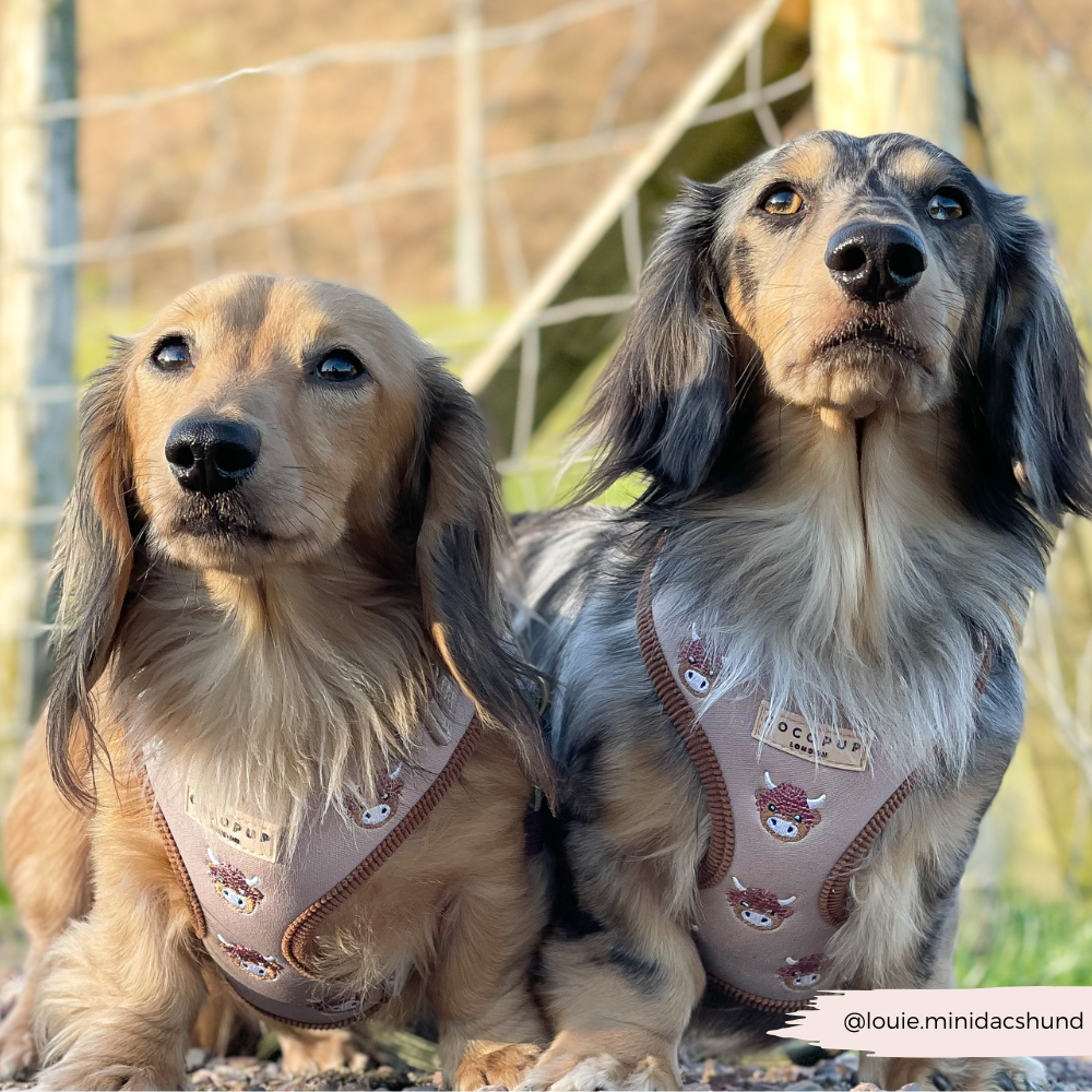 Cocopup London - Wholesale Pet Harness - Dog - Harold the Highland Cow Adjustable Neck HARNESS14