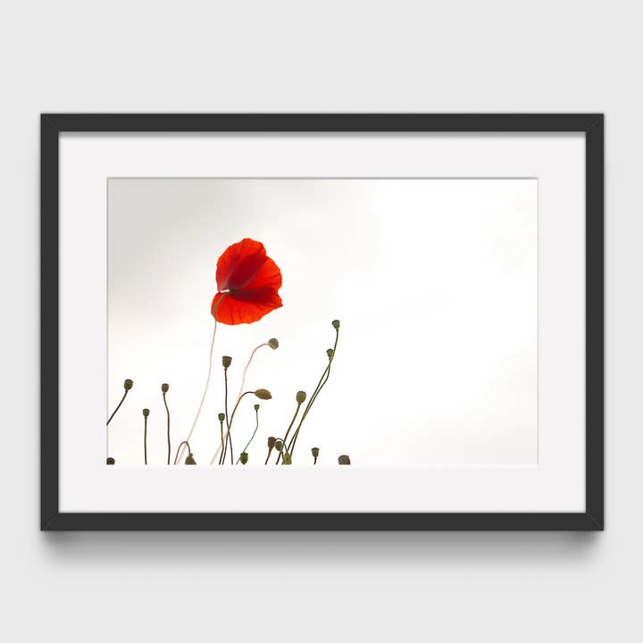 Poppy Fine Art Print, Photographic Flower Wall Art for wholesale by Echoes & Shadows Photography