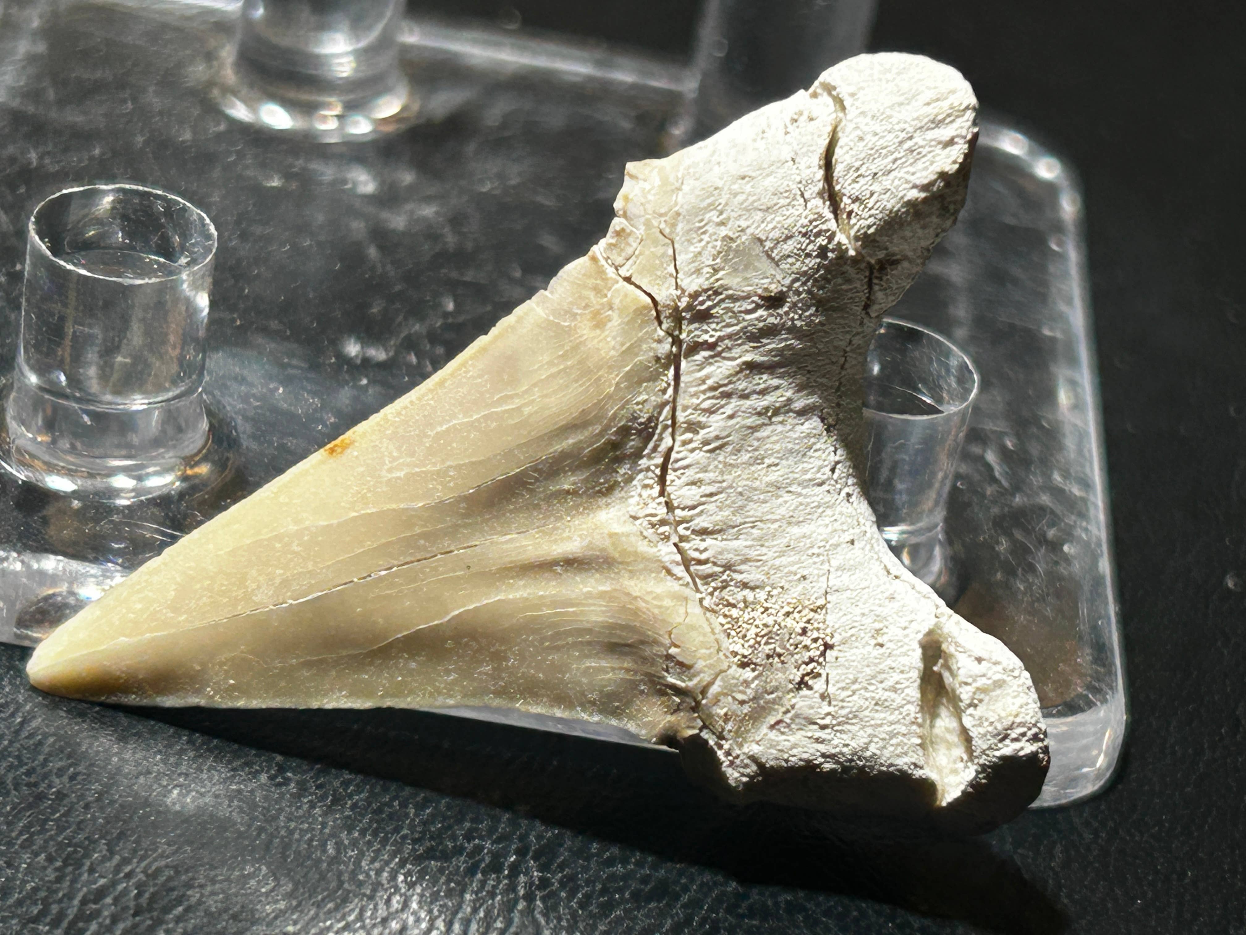 Metaphysical & Healing Crystals - Wholesale Spiritual Stone/Crystal - SHARK TEETH7