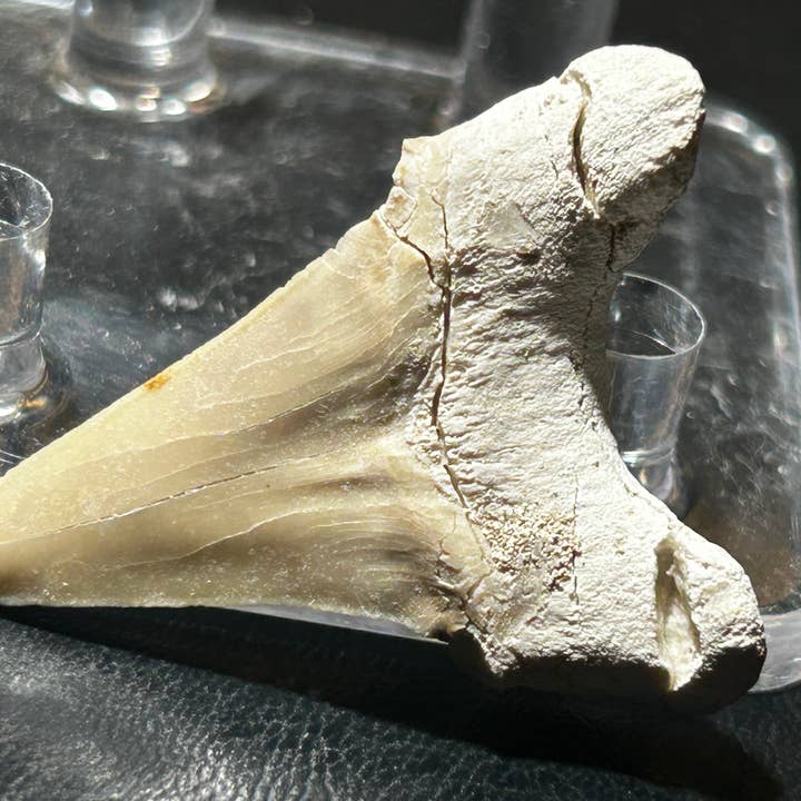 Metaphysical & Healing Crystals - Wholesale Spiritual Stone/Crystal - SHARK TEETH7