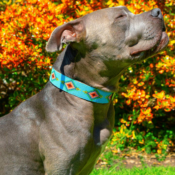 Sambboho - Wholesale Pet Collar - Dog - Blue Vogue Sambboho Dog Collar