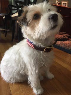 Good Threads - Wholesale Pet Collar - Dog - Custom Needlepoint Dog Collar1