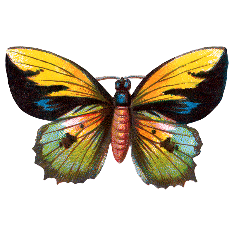 Laughing Elephant – Großhandel Aufkleber – Butterfly Box — Stickerbox für den täglichen Gebrauch3