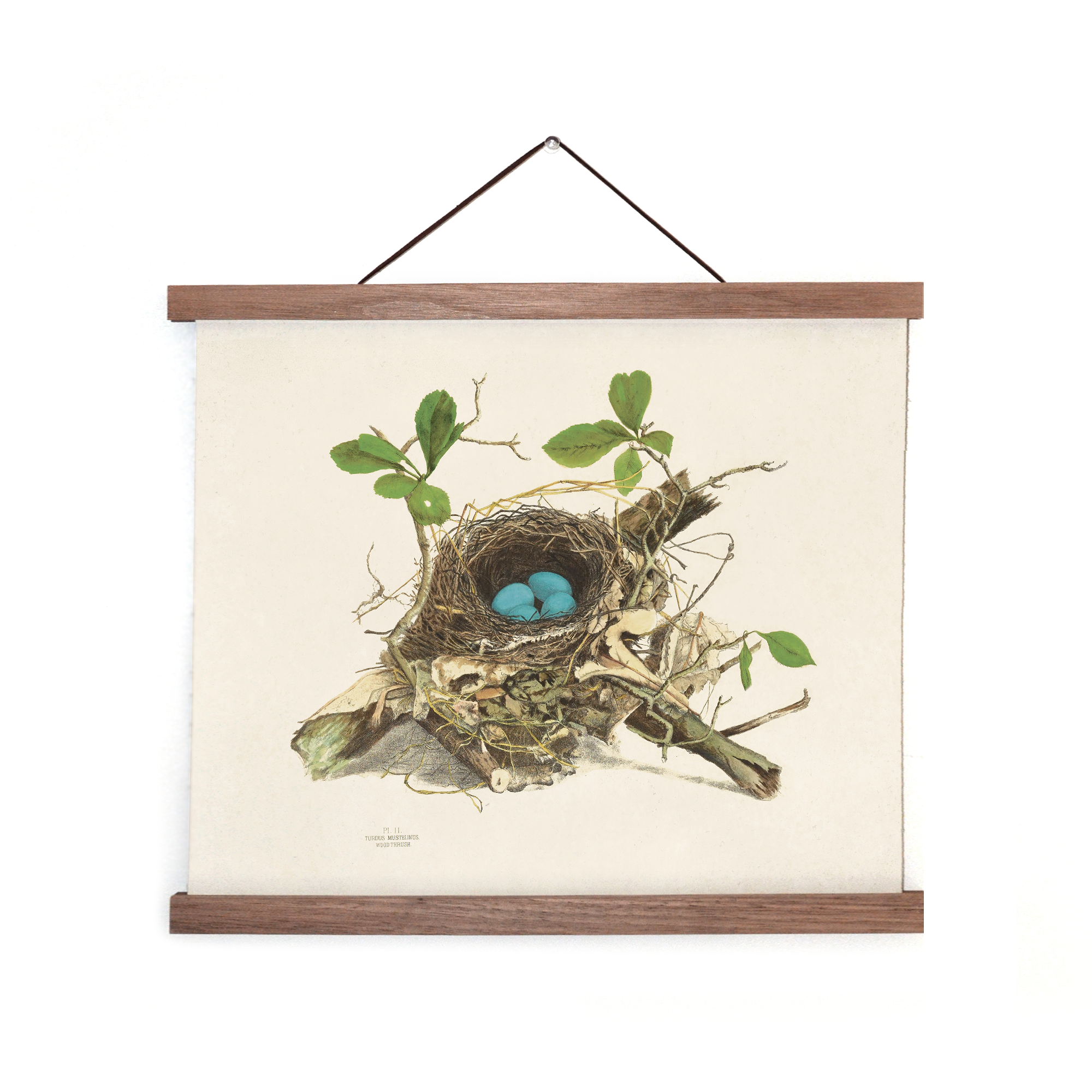 Curious Prints – wholesale Art print – Vintage Wood Thrush Bird Nest Print w/ optional frame1