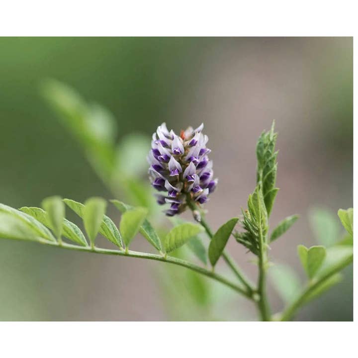 Natures Basket - Wholesale Oral supplement/vitamin - Nature's Basket Licorice (Glycyrrhiza Glabra) Capsules 604