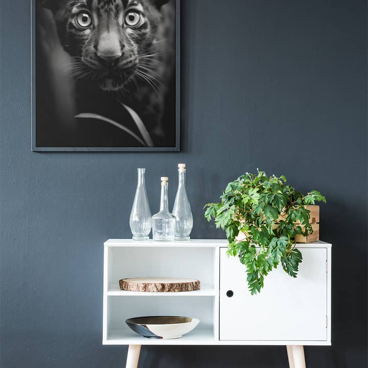 Paperwhite Baby Panther Poster - Vintage Foto - Schwarz und Weiss für den Großhandel auf Faire1