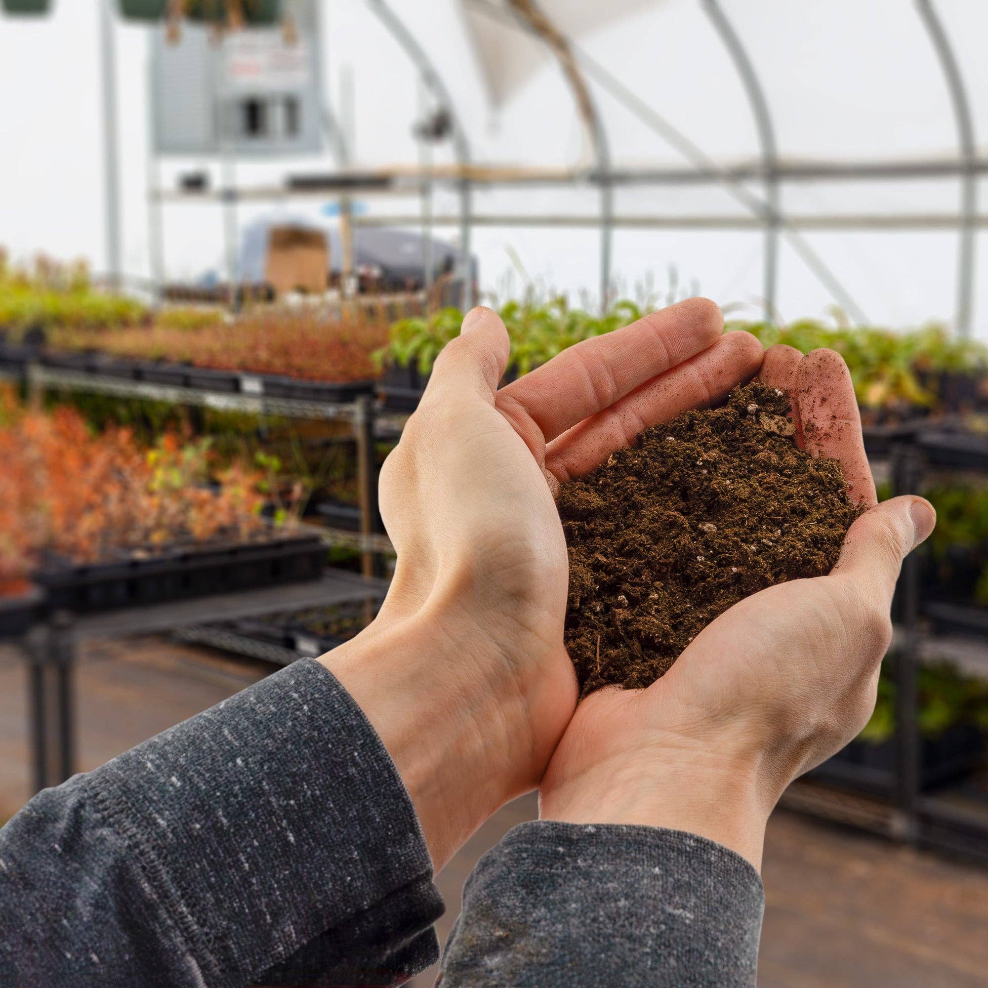 Kurated Korner - Venta al por mayor Tierra de plantar/abonada - Mezcla de tierra para macetas Soil Sunrise para árboles de plátano7