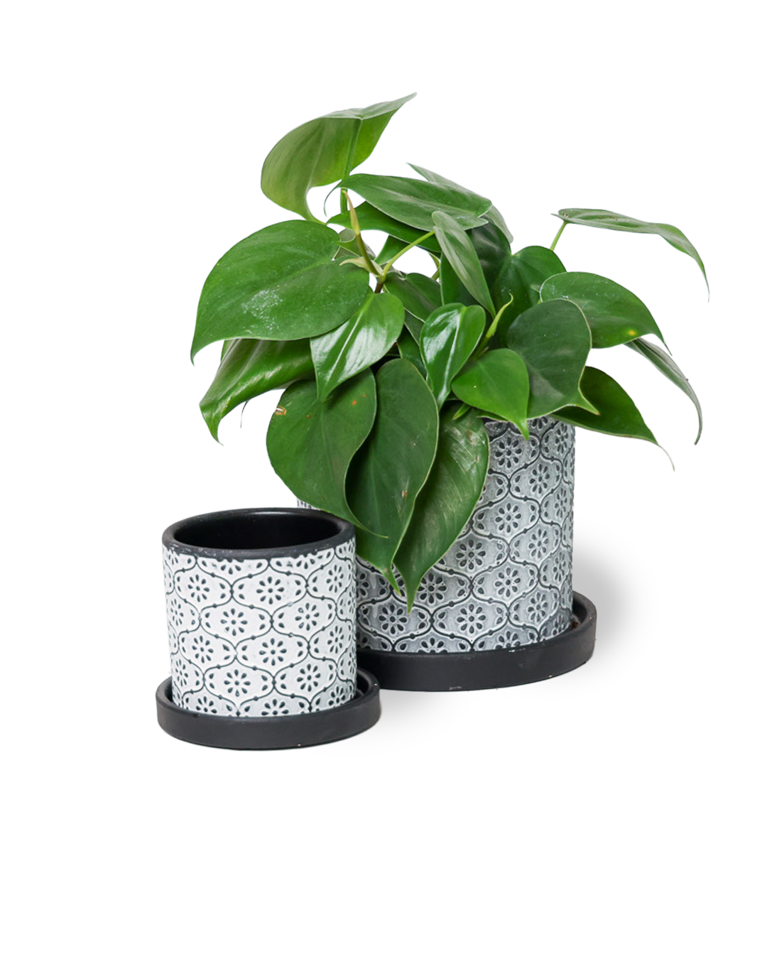 Chive - Wholesale Plant Pot - Balter Succulent Containers Cactus Pot And Saucer0