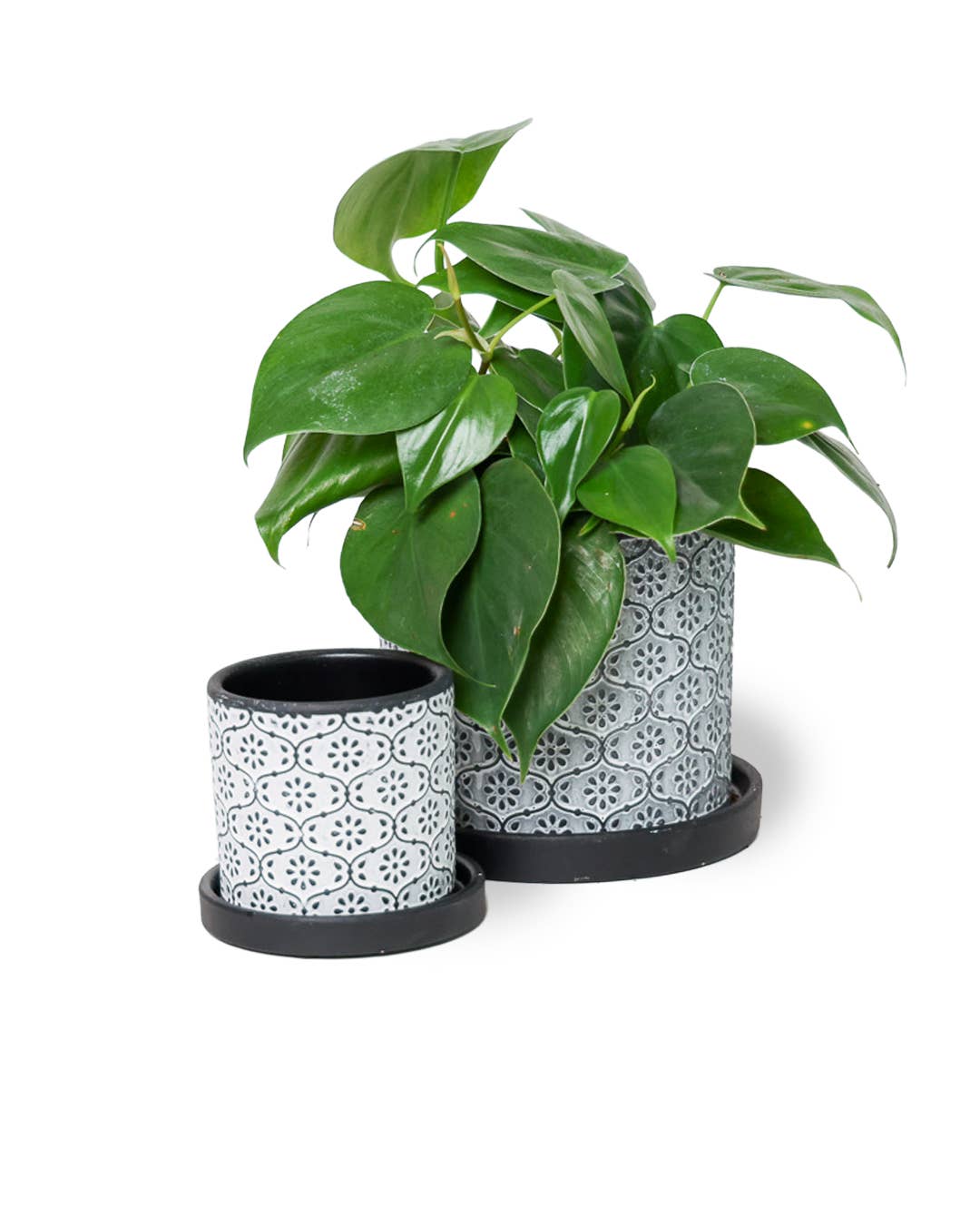 Chive - Wholesale Plant Pot - Balter Succulent Containers Cactus Pot And Saucer