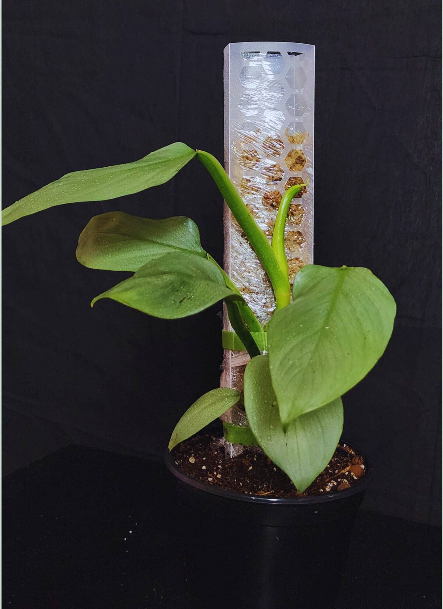 PlantBay - Vendita all'ingrosso Pergole - PlantBay pali per muschio impilabili a D, trasparenti e semitrasparenti1