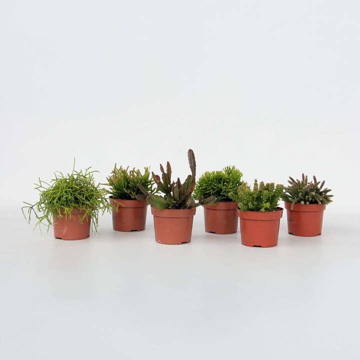 Coral Cactus Mix Rhipsalis – Set of 6 Houseplants – Jungle Cactus – Height 15–20cm – ⌀12cm – Easy Care & Decorative – For Shelf, Windowsill & Hanging Pot for wholesale by Oasis of Life