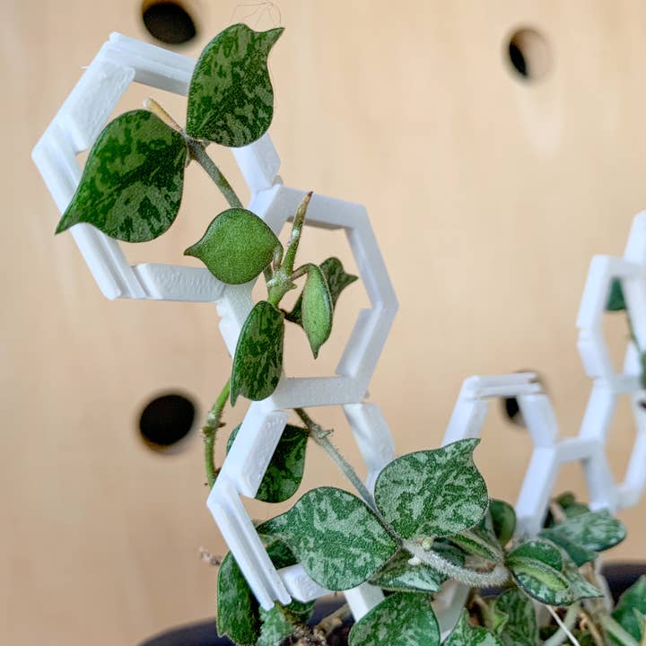 Steel Silk LLC - Wholesale Trellis - 3D Printed Modular Hexagon Indoor Plant Trellis - White