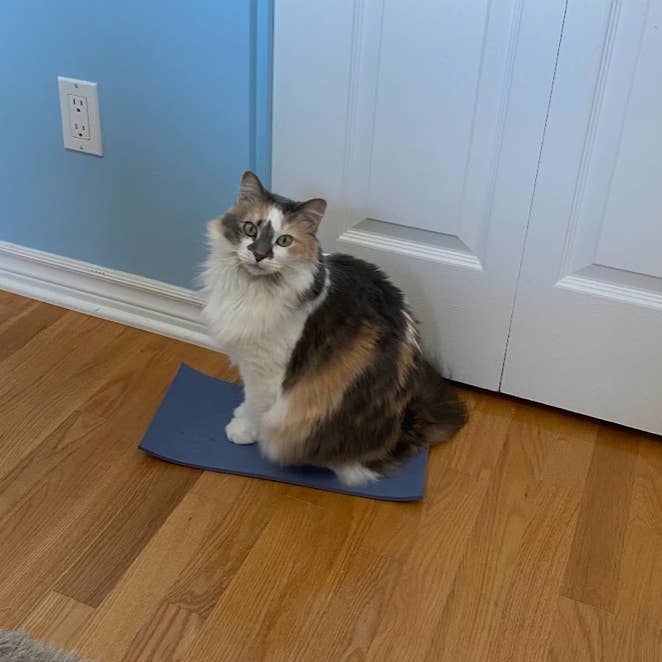 meowbox - Wholesale Pet Toy - Cat - Biiiig Stretch! Cat Yoga mat