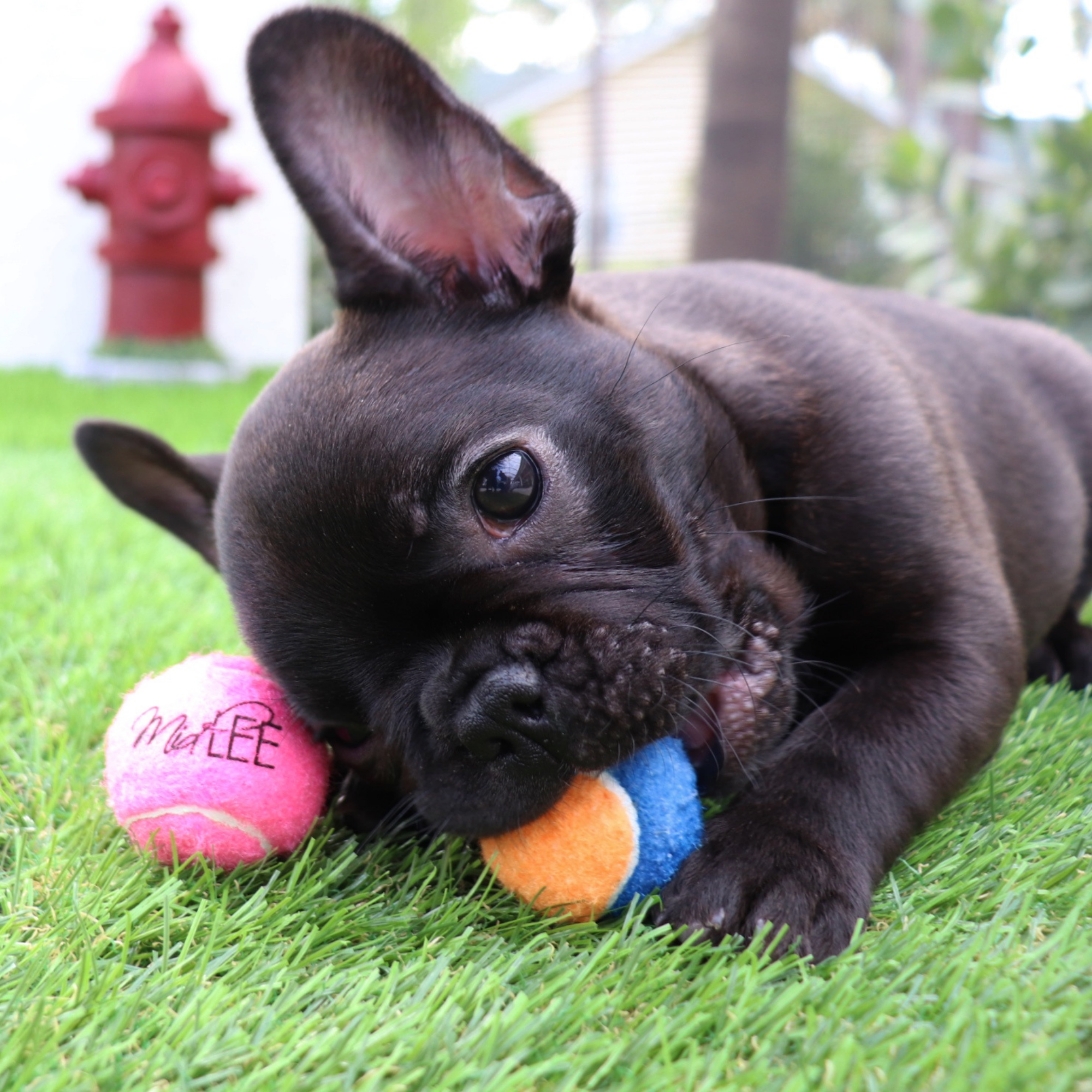 Midlee Designs - Wholesale Pet Fetch Ball - Dog - Midlee X-Small Dog Tennis Balls 1.5" - 12 Pack (Assorted)8