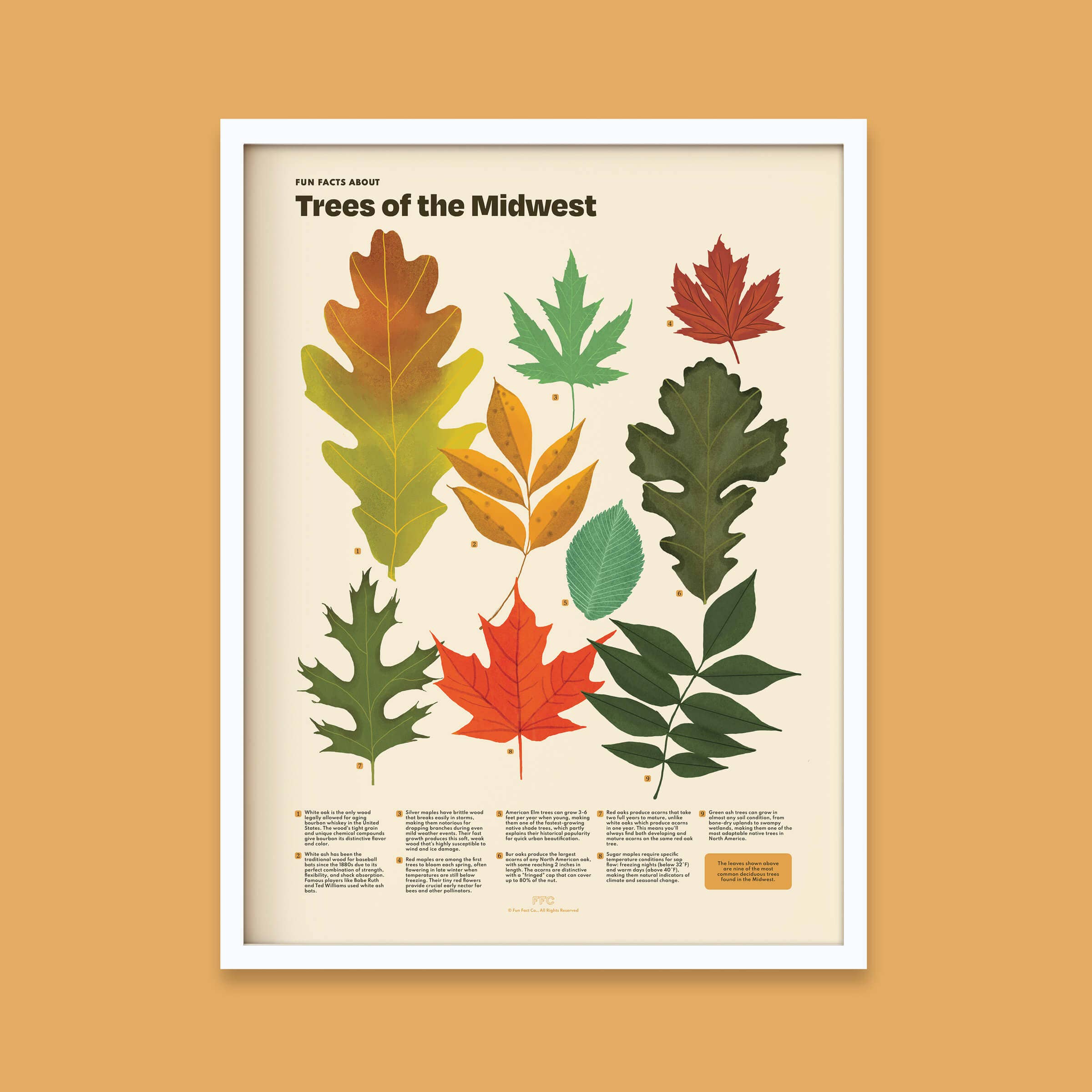 Fun Fact Co. - Wholesale Art Print - Trees of the Midwest Print, Leaves Scientific Illustration3