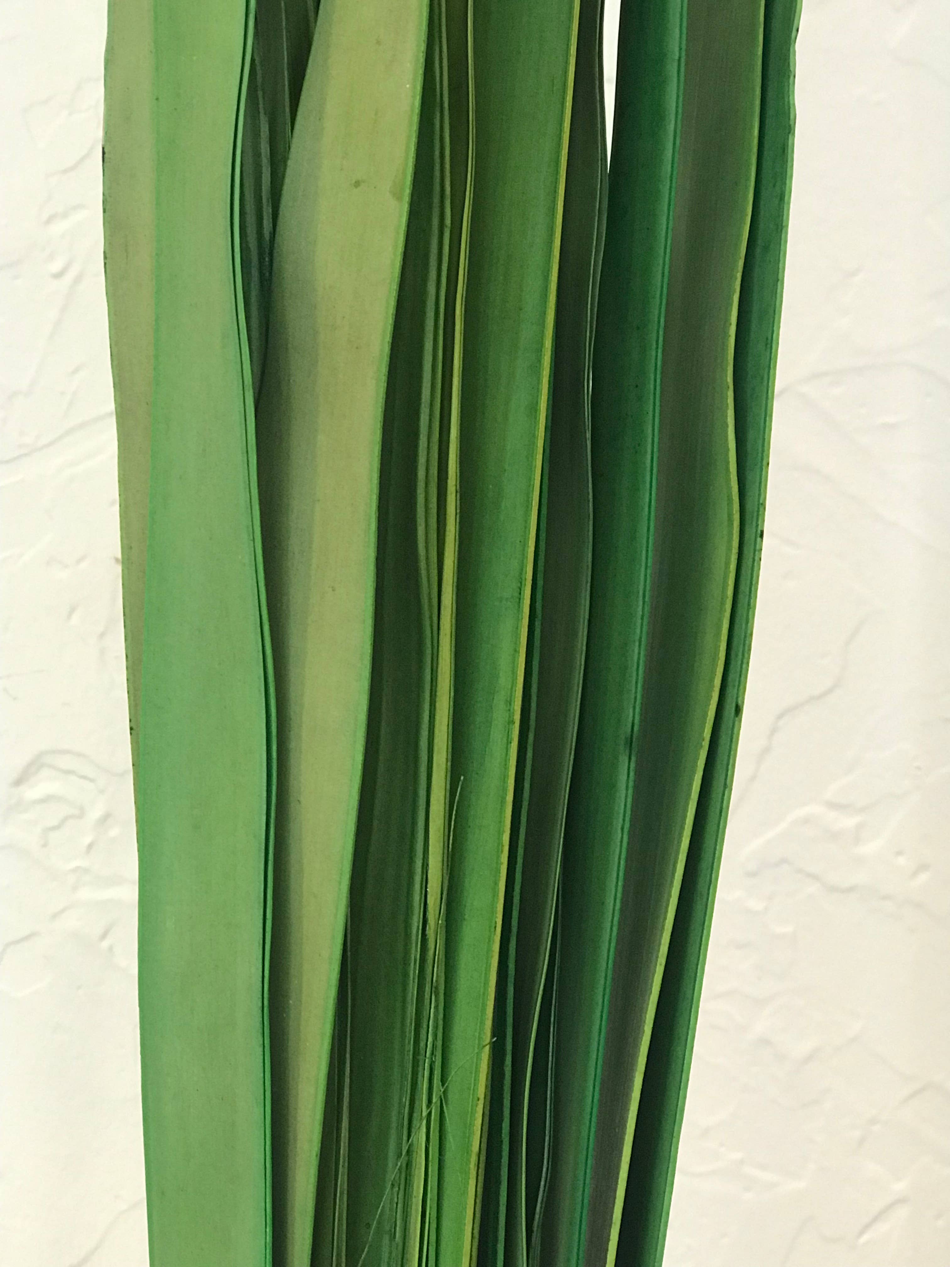 Wilco Home - Wholesale Dried/Pressed Flowers - 300 Grams Natural Dried Sun Palm Leaf Bunch6