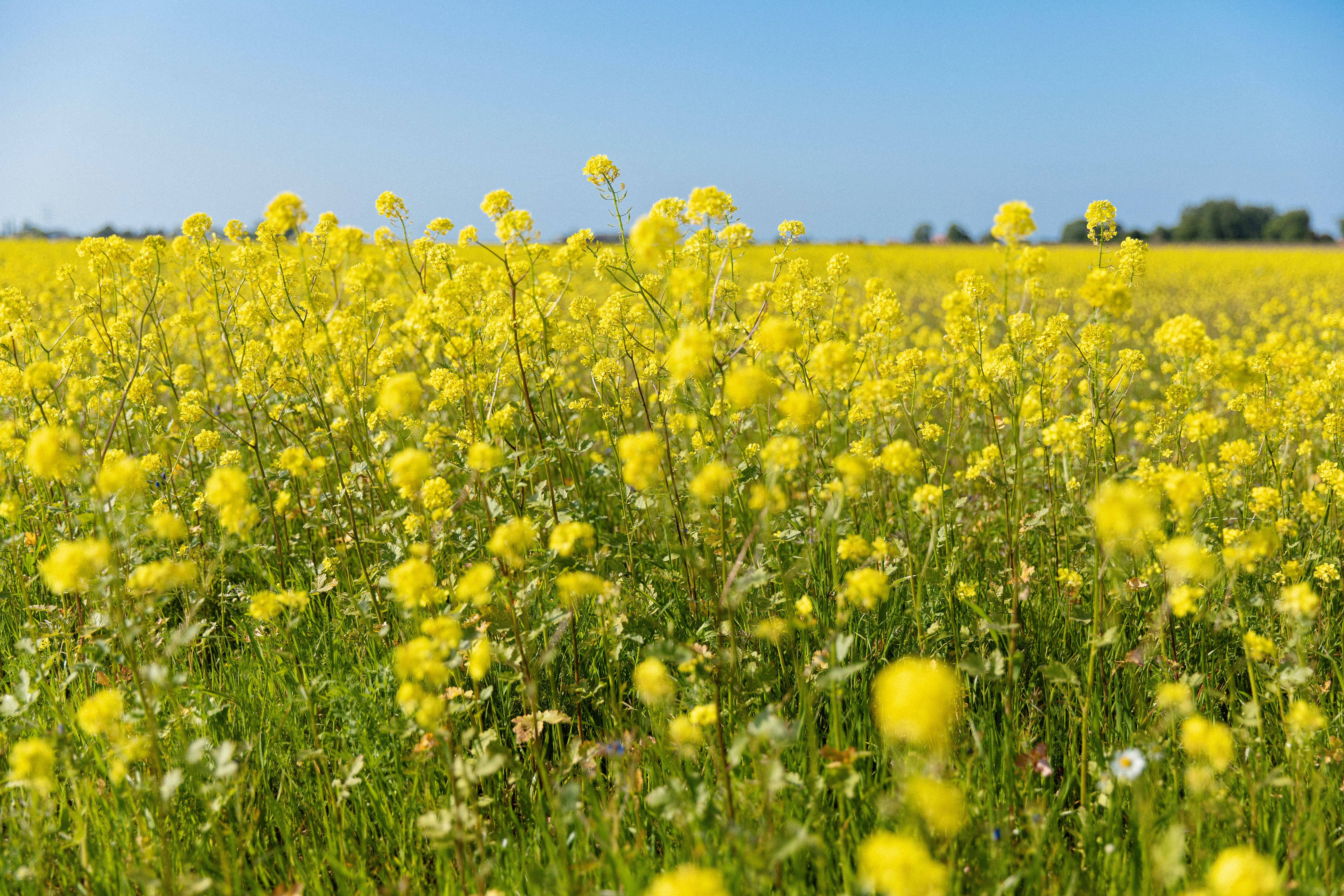 MAISON DUPONT - Wholesale Mustard - Dupont Mustard - Whole Grain 195g7