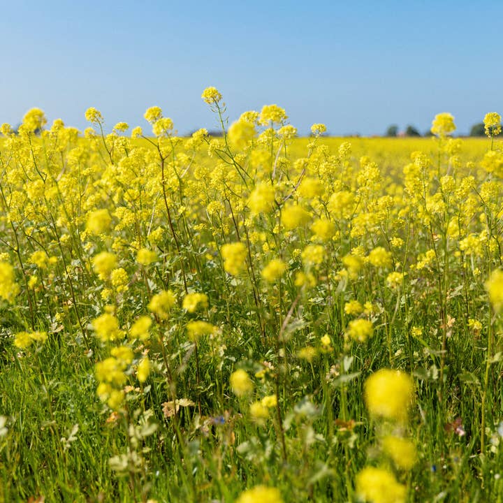 MAISON DUPONT - Wholesale Mustard - Dupont Mustard - Whole Grain 195g7