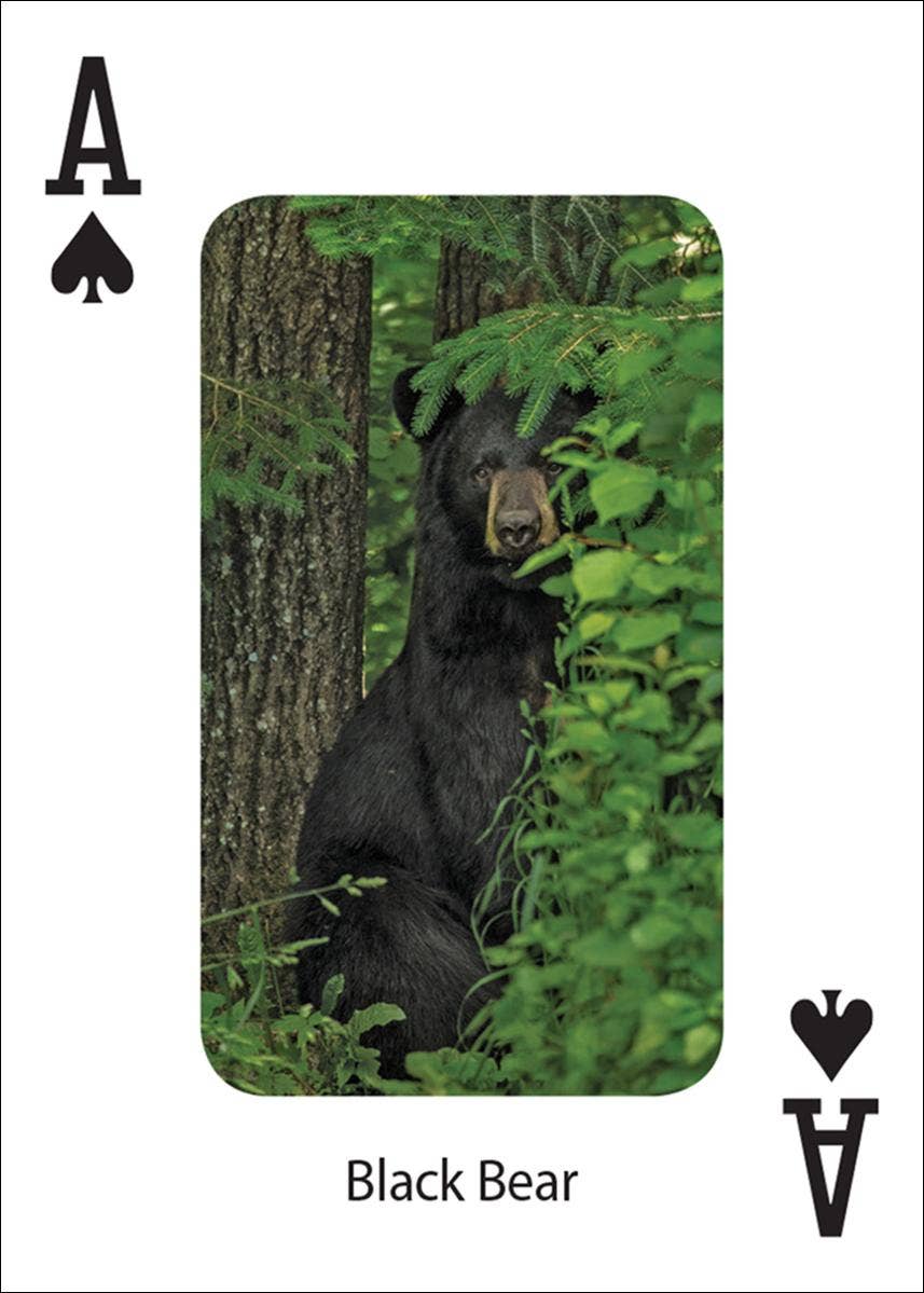 AdventureKEEN - Wholesale Playing Cards - Bears Playing Cards5