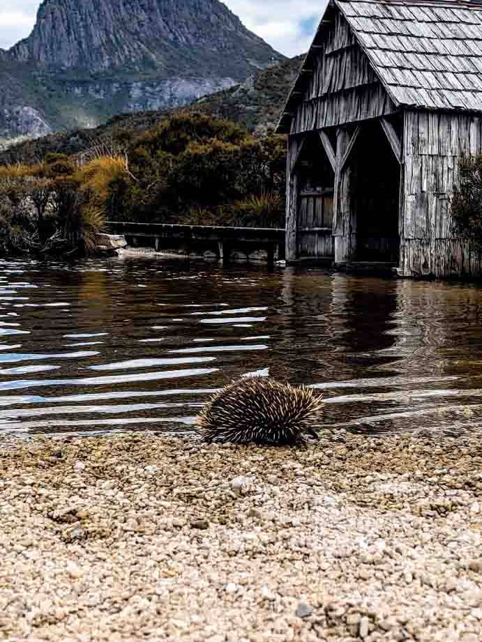 GOING FOR A DIP ECHIDNA for wholesale by spirit publishing pty ltd